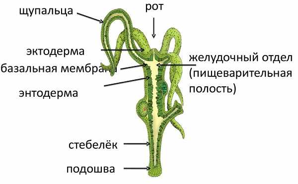 Kraken адрес onion